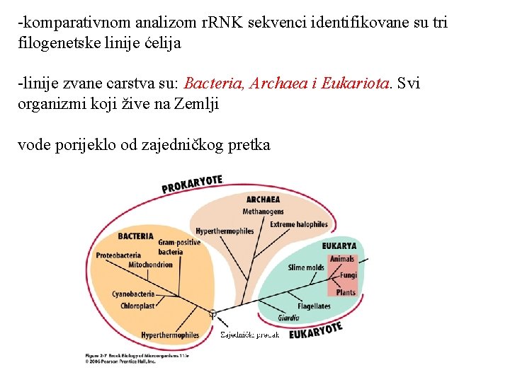 -komparativnom analizom r. RNK sekvenci identifikovane su tri filogenetske linije ćelija -linije zvane carstva