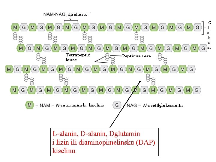 L-alanin, Dglutamin i lizin ili diaminopimelinsku (DAP) kiselinu 