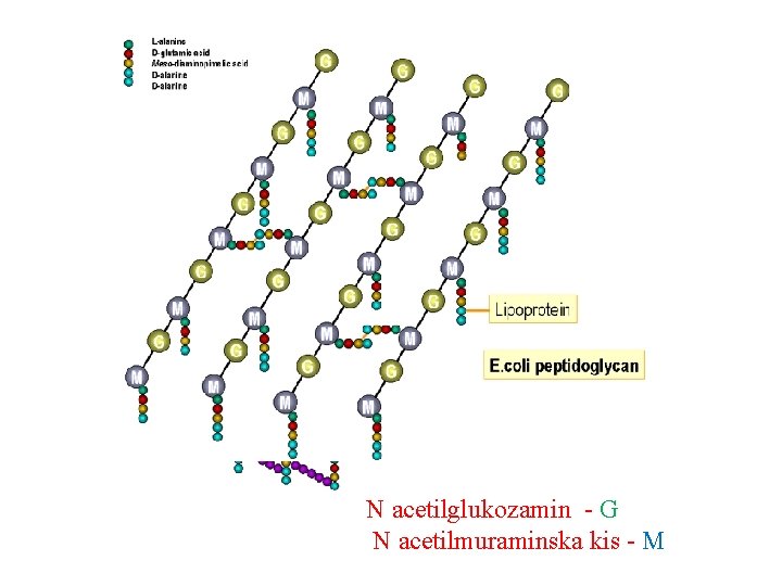 Peptidoglikan N acetilglukozamin - G N acetilmuraminska kis - M 