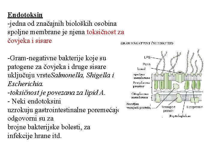 Endotoksin -jedna od značajnih bioloških osobina spoljne membrane je njena toksičnost za čovjeka i