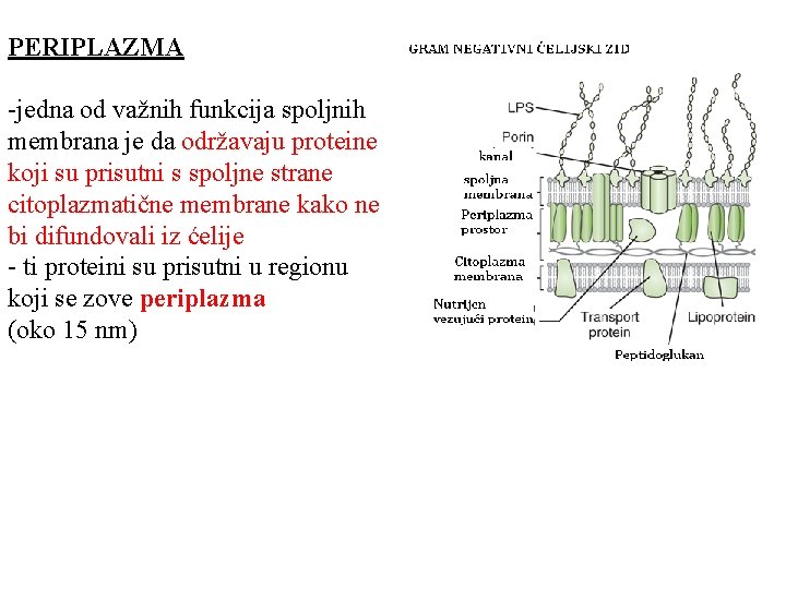 PERIPLAZMA -jedna od važnih funkcija spoljnih membrana je da održavaju proteine koji su prisutni