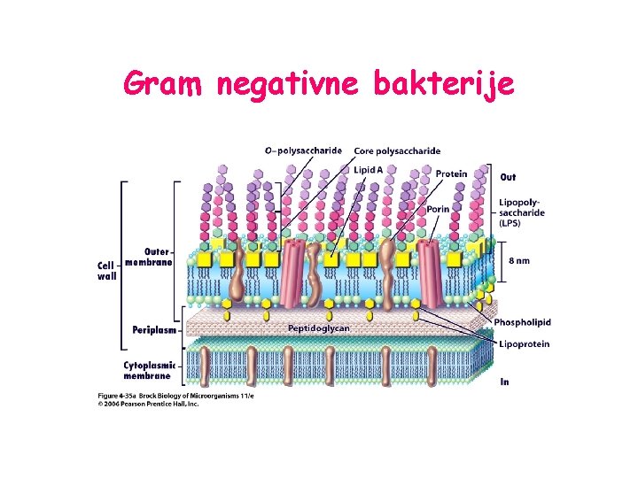 Gram negativne bakterije 