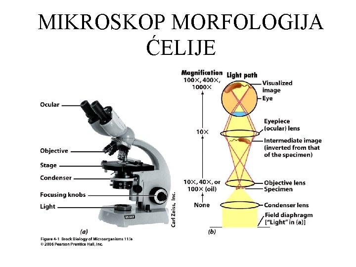 MIKROSKOP MORFOLOGIJA ĆELIJE 