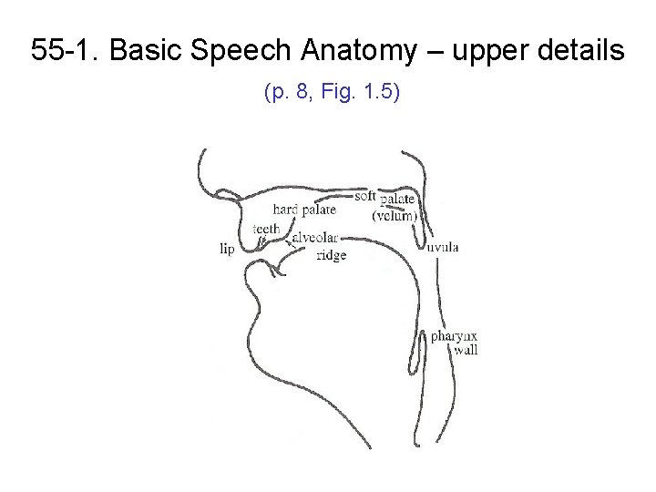 55 -1. Basic Speech Anatomy – upper details (p. 8, Fig. 1. 5) 