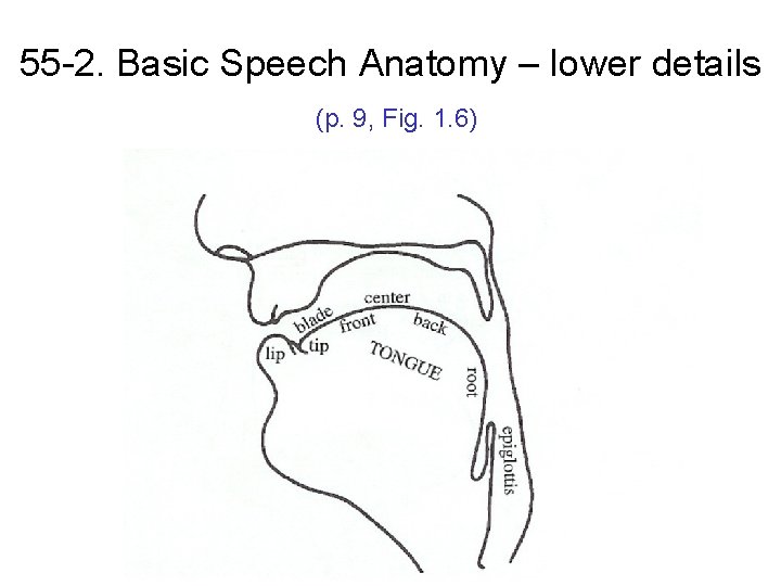 55 -2. Basic Speech Anatomy – lower details (p. 9, Fig. 1. 6) 