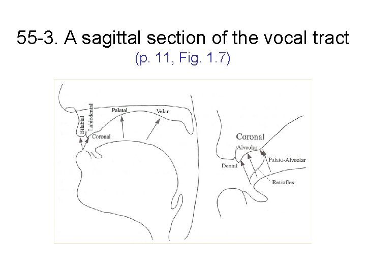 55 -3. A sagittal section of the vocal tract (p. 11, Fig. 1. 7)