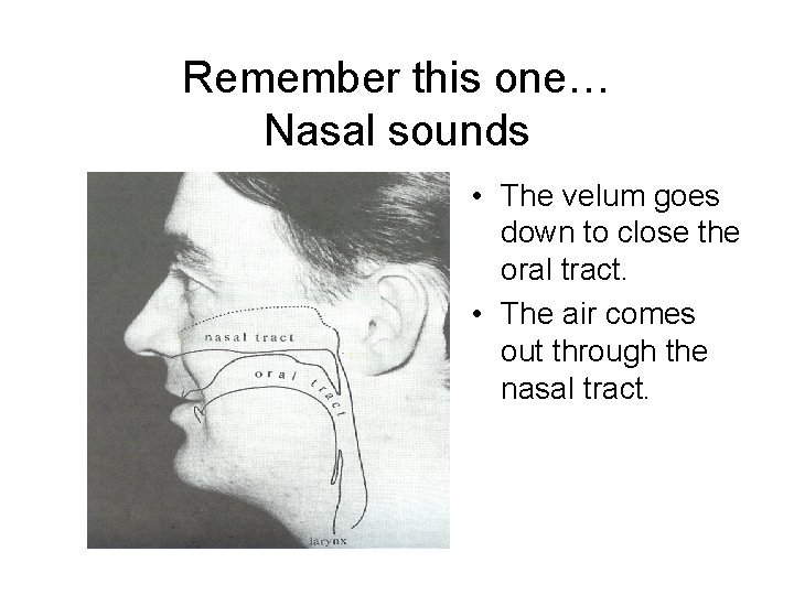 Remember this one… Nasal sounds • The velum goes down to close the oral