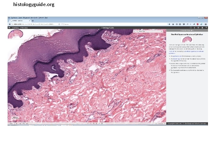 histologyguide. org 