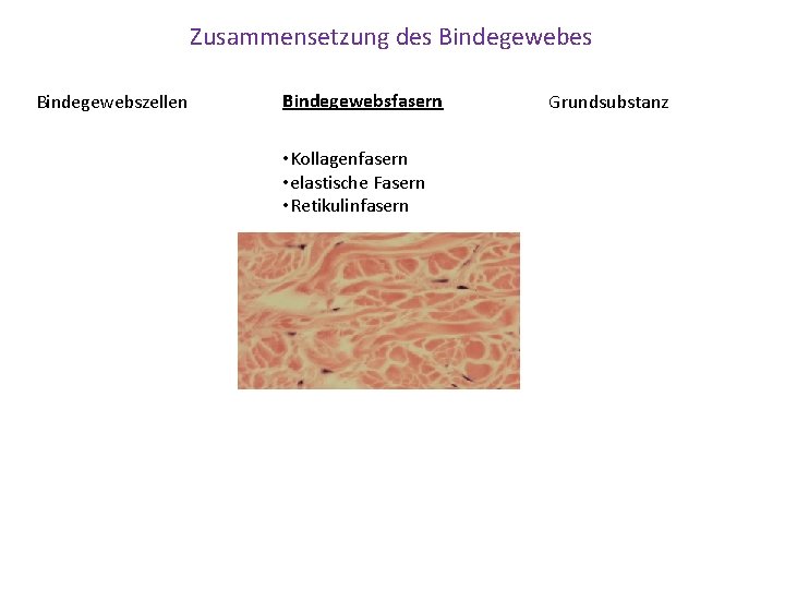 Zusammensetzung des Bindegewebszellen Bindegewebsfasern • Kollagenfasern • elastische Fasern • Retikulinfasern Grundsubstanz 