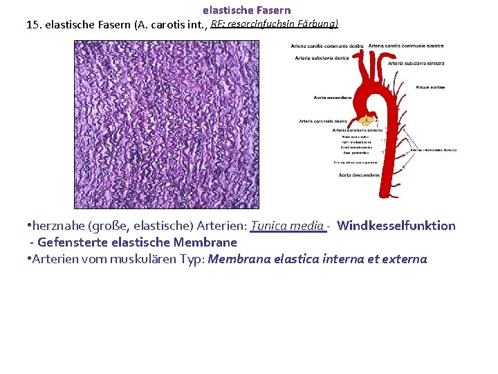 elastische Fasern 15. elastische Fasern (A. carotis int. , RF: resorcinfuchsin Färbung) • herznahe