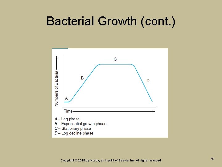 Bacterial Growth (cont. ) Copyright © 2015 by Mosby, an imprint of Elsevier Inc.