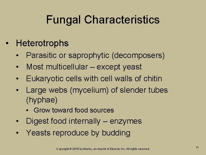 Fungal Characteristics • Heterotrophs • • Parasitic or saprophytic (decomposers) Most multicellular – except