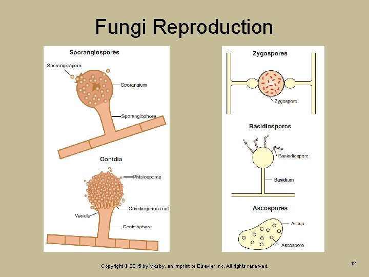 Fungi Reproduction Copyright © 2015 by Mosby, an imprint of Elsevier Inc. All rights