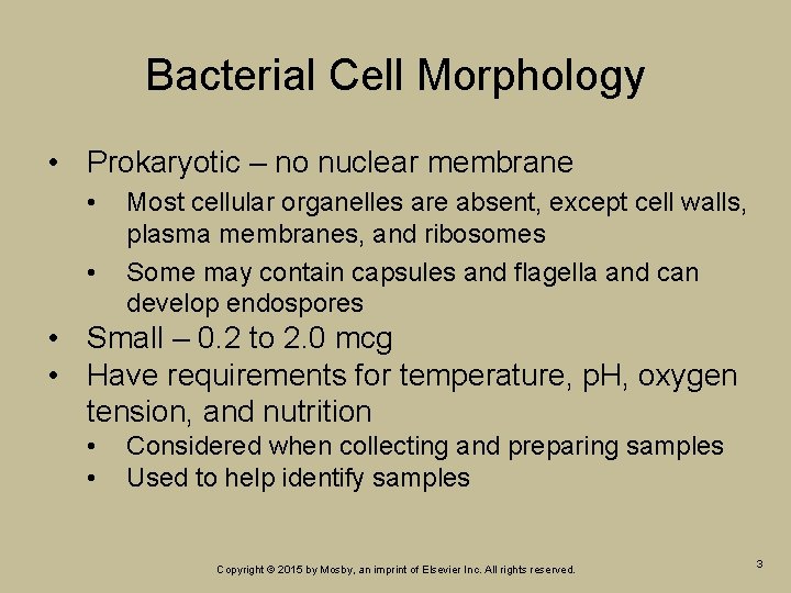 Bacterial Cell Morphology • Prokaryotic – no nuclear membrane • • Most cellular organelles