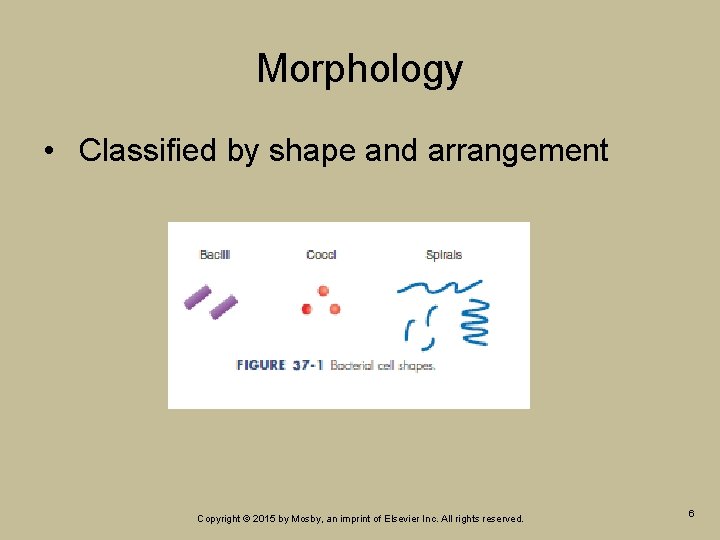 Morphology • Classified by shape and arrangement Copyright © 2015 by Mosby, an imprint