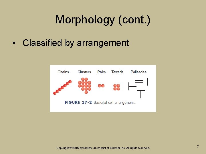 Morphology (cont. ) • Classified by arrangement Copyright © 2015 by Mosby, an imprint