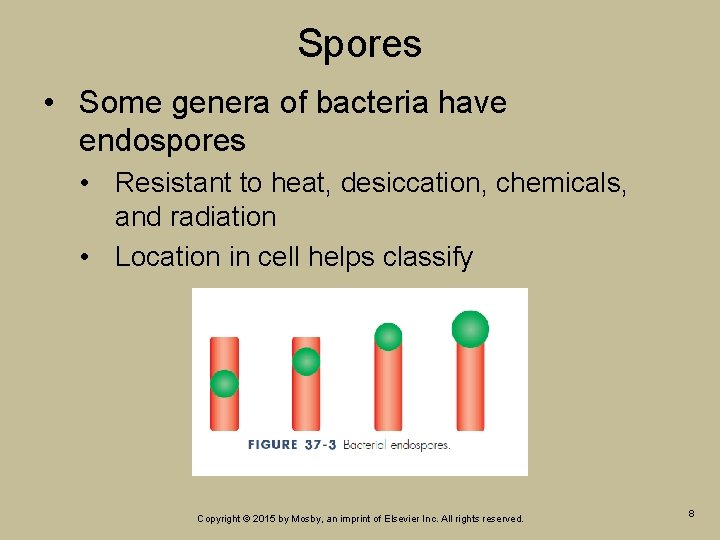 Spores • Some genera of bacteria have endospores • Resistant to heat, desiccation, chemicals,