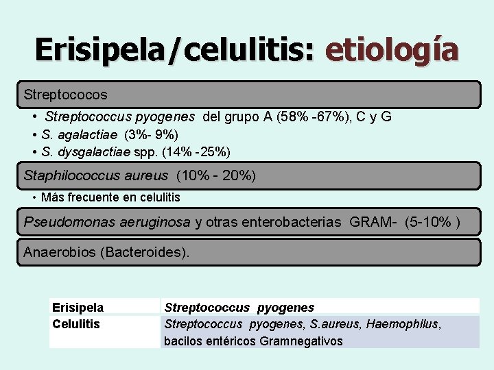 Erisipela/celulitis: etiología Streptococos • Streptococcus pyogenes del grupo A (58% -67%), C y G