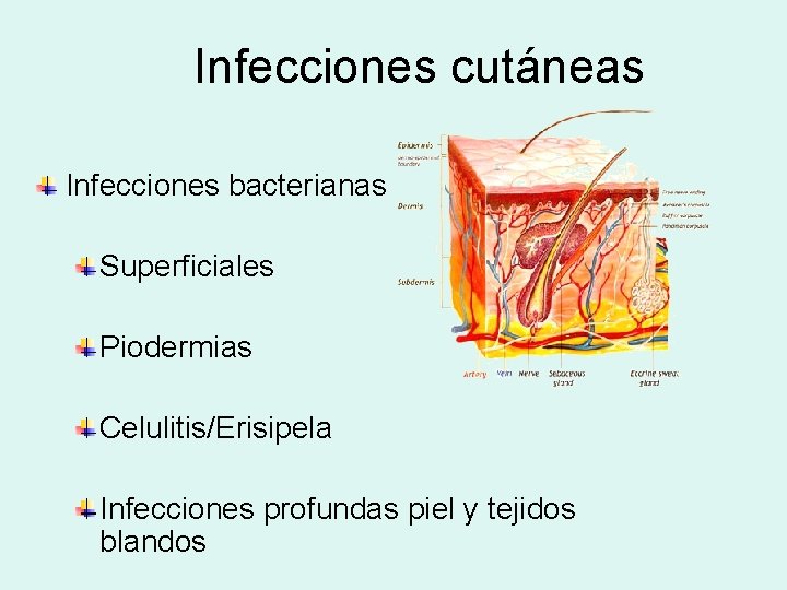 Infecciones cutáneas Infecciones bacterianas Superficiales Piodermias Celulitis/Erisipela Infecciones profundas piel y tejidos blandos 