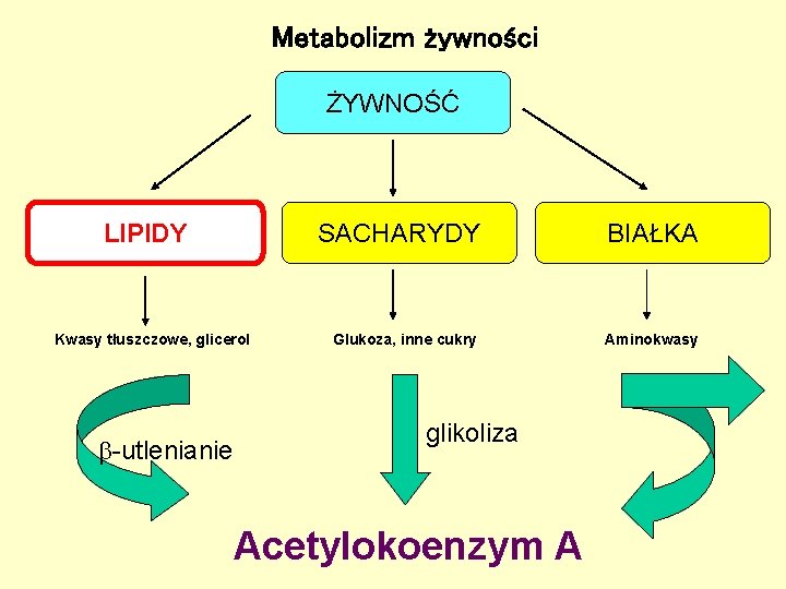 Metabolizm żywności ŻYWNOŚĆ LIPIDY Kwasy tłuszczowe, glicerol -utlenianie SACHARYDY BIAŁKA Glukoza, inne cukry Aminokwasy