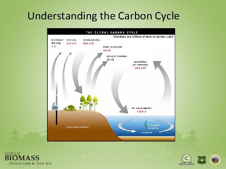 Understanding the Carbon Cycle 