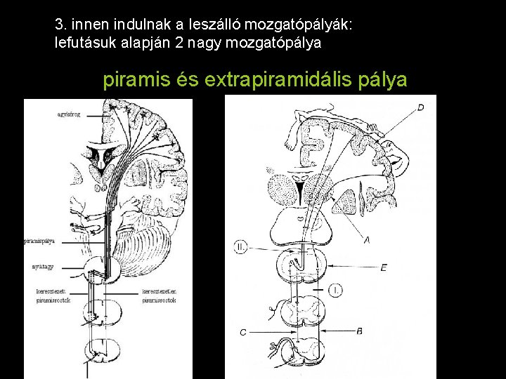 3. innen indulnak a leszálló mozgatópályák: lefutásuk alapján 2 nagy mozgatópálya piramis és extrapiramidális