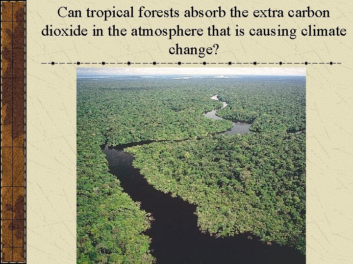 Can tropical forests absorb the extra carbon dioxide in the atmosphere that is causing