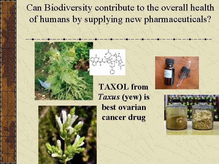 Can Biodiversity contribute to the overall health of humans by supplying new pharmaceuticals? TAXOL