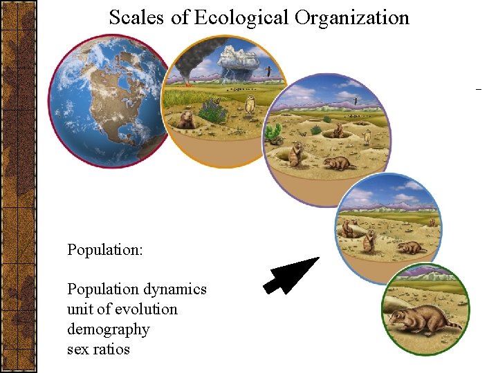 Scales of Ecological Organization Population: Population dynamics unit of evolution demography sex ratios 