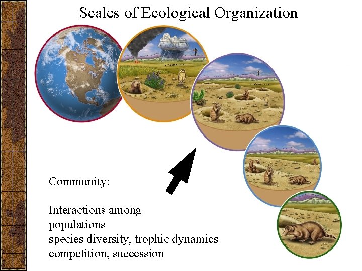 Scales of Ecological Organization Community: Interactions among populations species diversity, trophic dynamics competition, succession