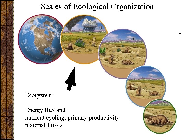 Scales of Ecological Organization Ecosystem: Energy flux and nutrient cycling, primary productivity material fluxes