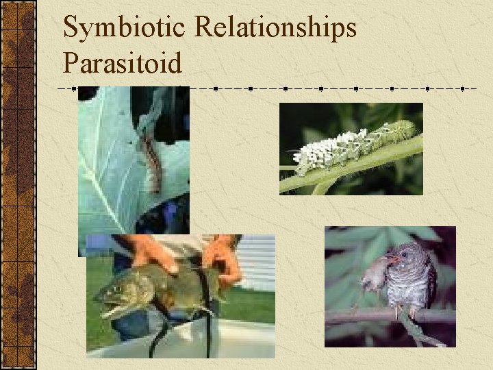 Symbiotic Relationships Parasitoid 