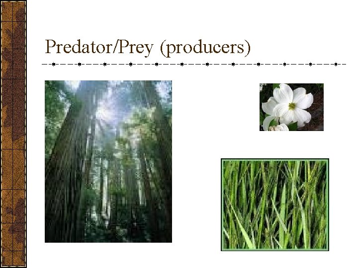 Predator/Prey (producers) 