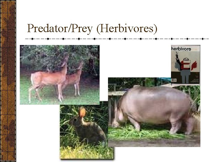 Predator/Prey (Herbivores) 