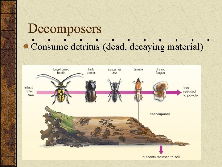 Decomposers Consume detritus (dead, decaying material) 