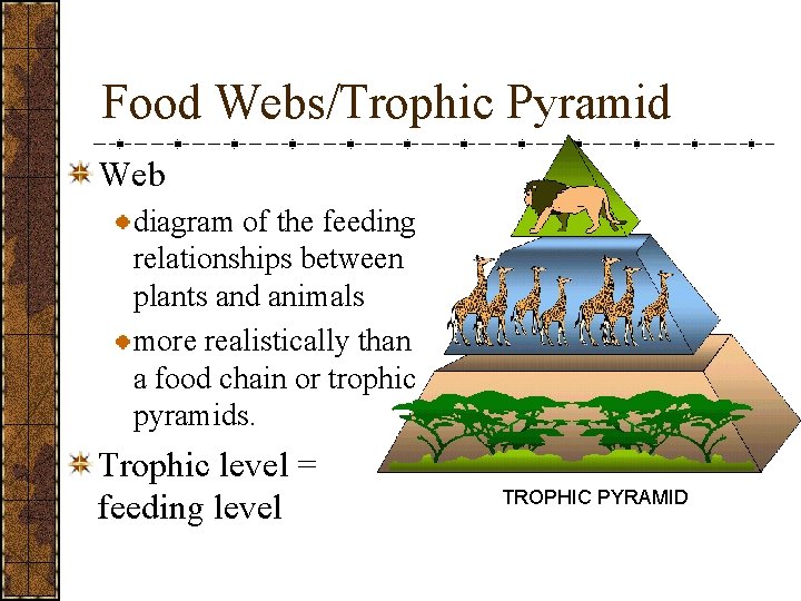 Food Webs/Trophic Pyramid Web diagram of the feeding relationships between plants and animals more