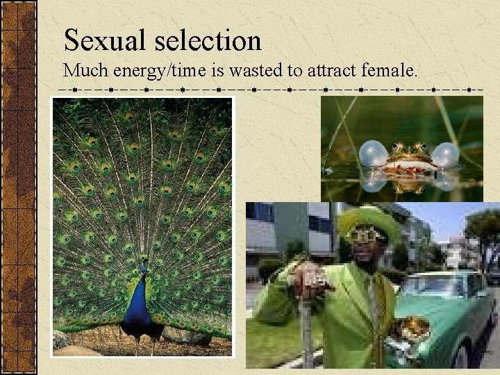 Sexual selection Much energy/time is wasted to attract female. 