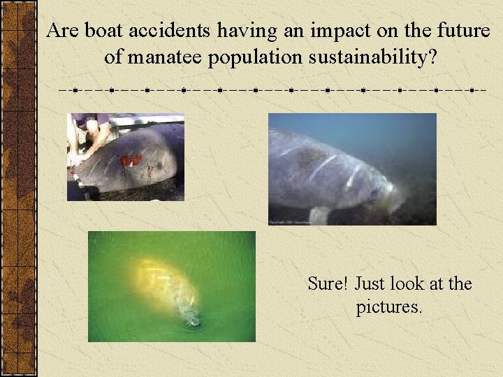Are boat accidents having an impact on the future of manatee population sustainability? Sure!