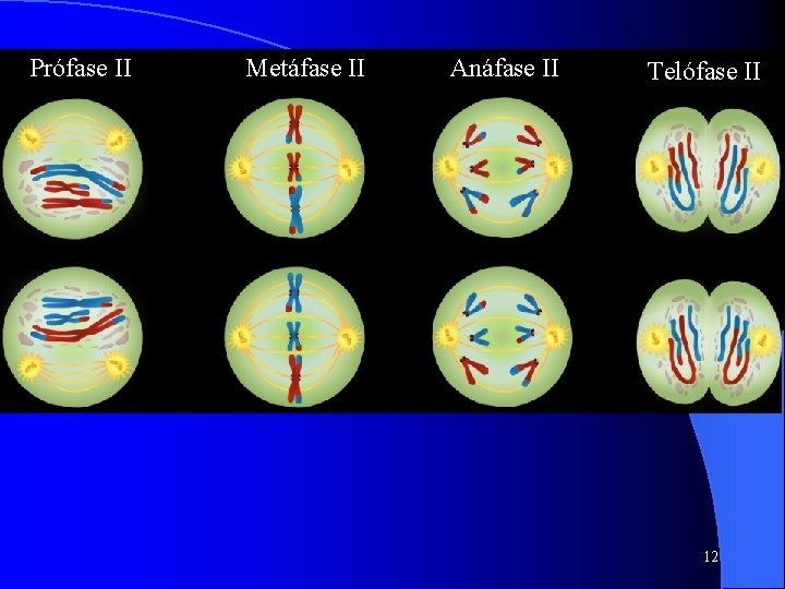 Prófase II Metáfase II Anáfase II Telófase II 12 