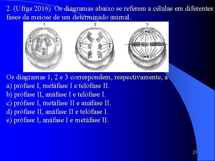 2. (Ufrgs 2016) Os diagramas abaixo se referem a células em diferentes fases da