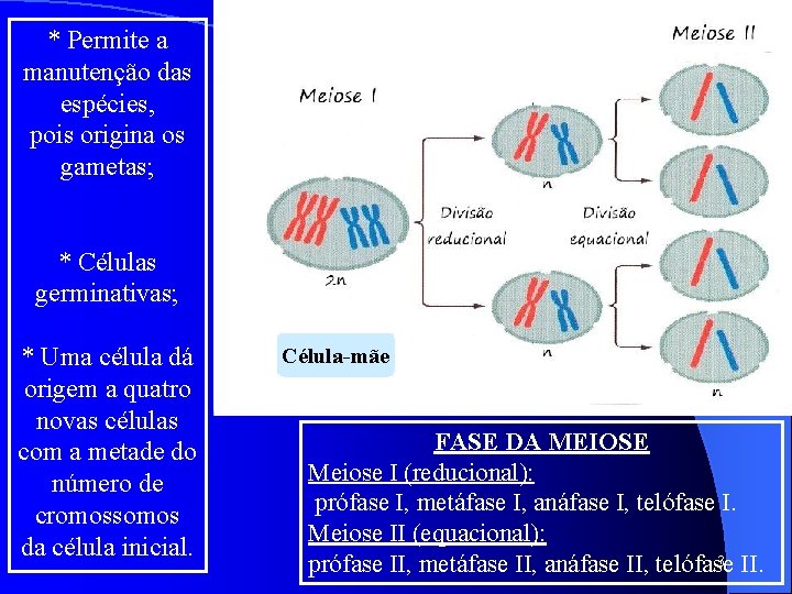 * Permite a manutenção das espécies, pois origina os gametas; * Células germinativas; *