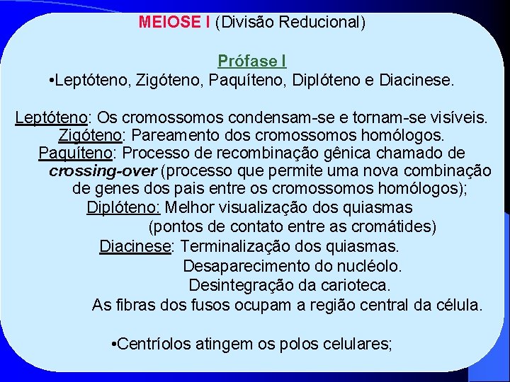 MEIOSE I (Divisão Reducional) Prófase I • Leptóteno, Zigóteno, Paquíteno, Diplóteno e Diacinese. Leptóteno: