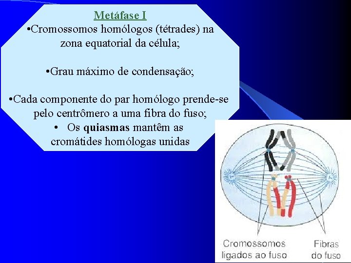 Metáfase I • Cromossomos homólogos (tétrades) na zona equatorial da célula; • Grau máximo