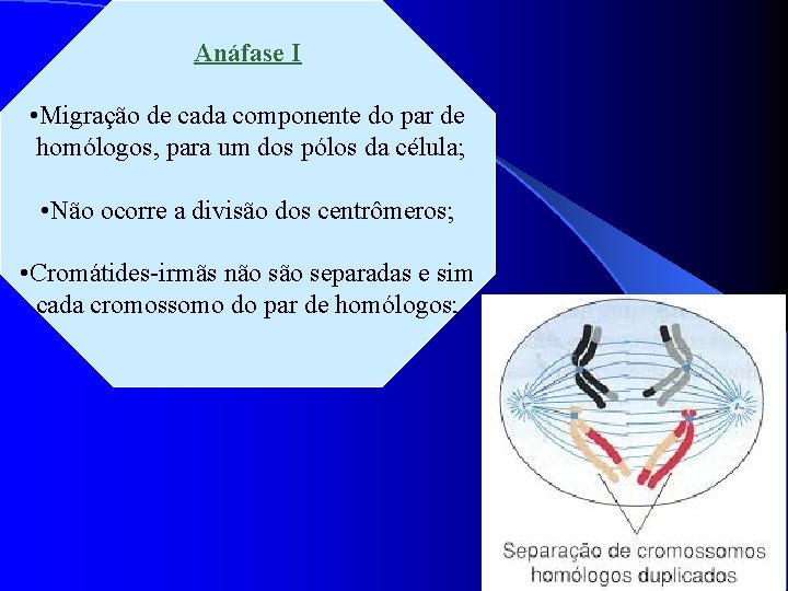 Anáfase I • Migração de cada componente do par de homólogos, para um dos