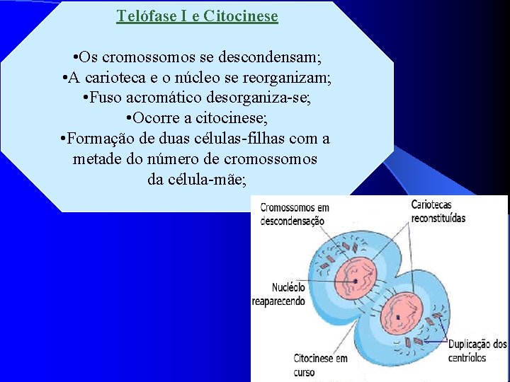 Telófase I e Citocinese • Os cromossomos se descondensam; • A carioteca e o