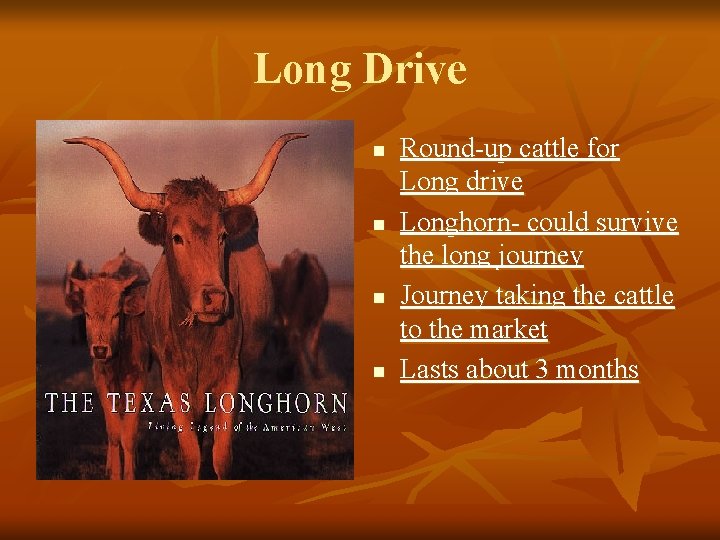 Long Drive n n Round-up cattle for Long drive Longhorn- could survive the long