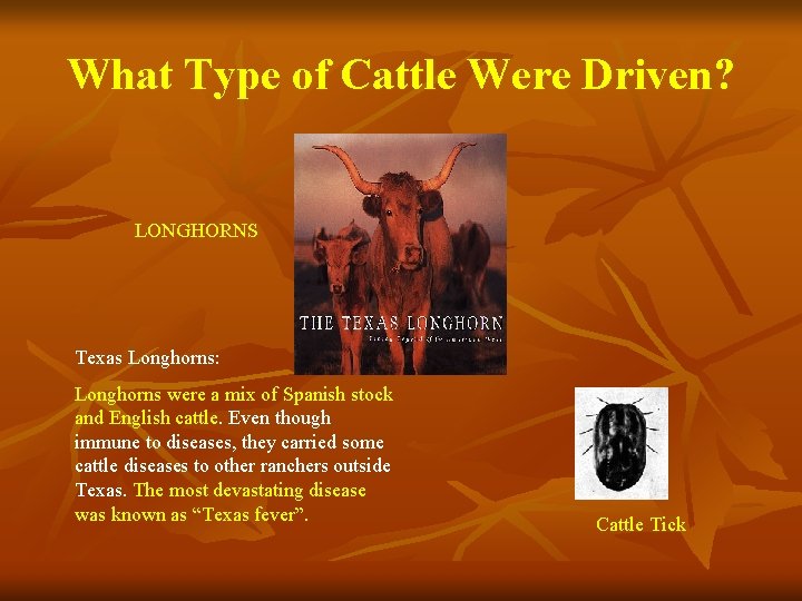 What Type of Cattle Were Driven? LONGHORNS Texas Longhorns: Longhorns were a mix of