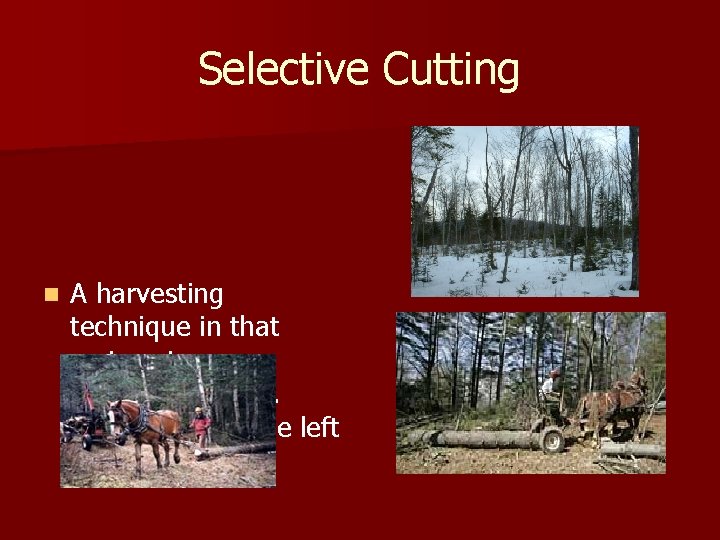 Selective Cutting n A harvesting technique in that mature trees are selected and cut.