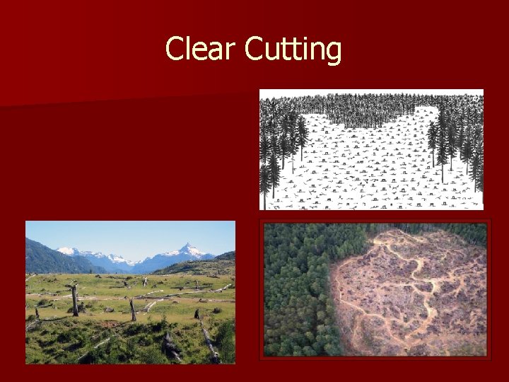 Clear Cutting n A method for harvesting trees that cuts down all trees regardless