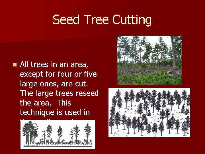 Seed Tree Cutting n All trees in an area, except for four or five